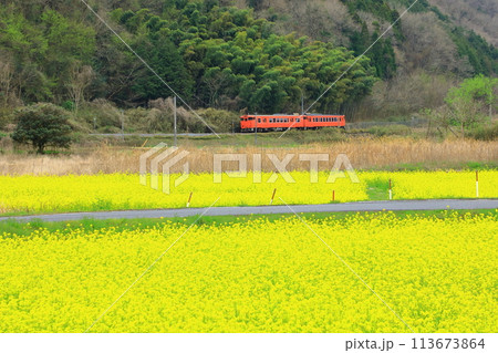 菜の花畑を走る津山線 113673864