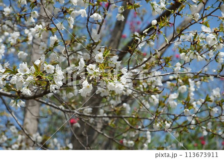 桜の花が咲いている、後ろに赤い花 113673911