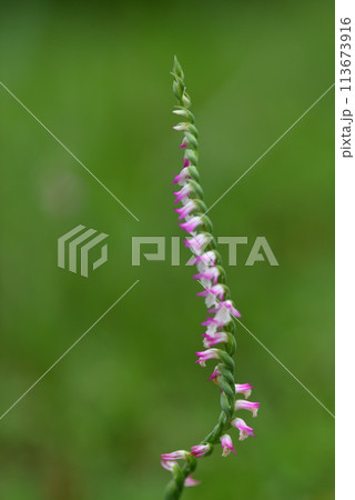 ネジバナ ネジレバナ 綟摺 113673916