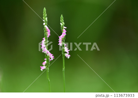 ネジバナ ネジレバナ 綟摺 113673933