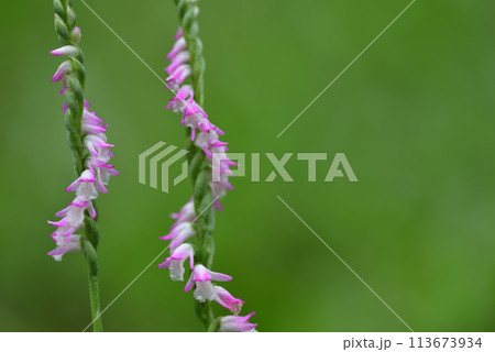 ネジバナ ネジレバナ 綟摺 113673934