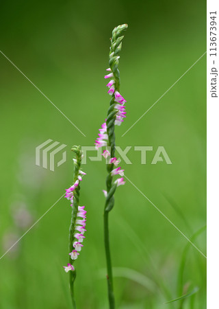 ネジバナ ネジレバナ 綟摺 113673941