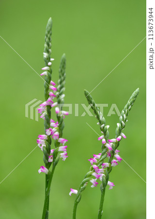 ネジバナ ネジレバナ 綟摺 113673944