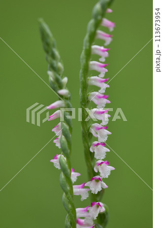 ネジバナ ネジレバナ 綟摺 113673954