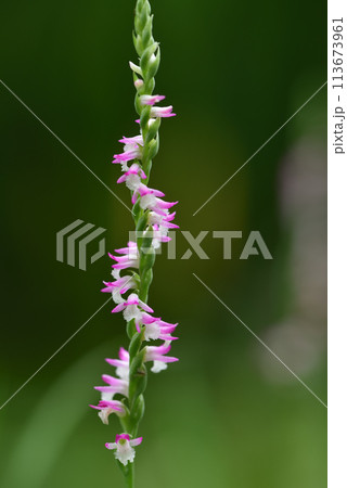 ネジバナ ネジレバナ 綟摺 113673961