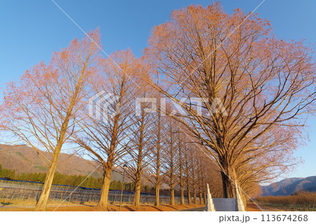朝日を浴びる落葉したメタセコイア並木　滋賀県高島市マキノ町 113674268