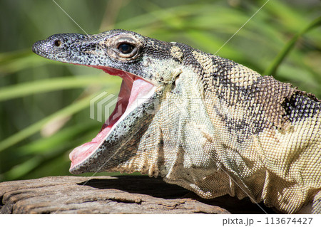 Lace Monitor Lace Monitor 113674427
