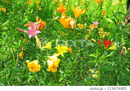 ゆりの花 ゆりの花 113674885