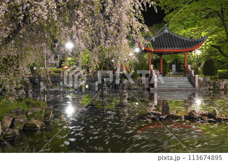 岐阜公園の日中友好庭園の花筏 岐阜公園の日中友好庭園の花筏 113674895