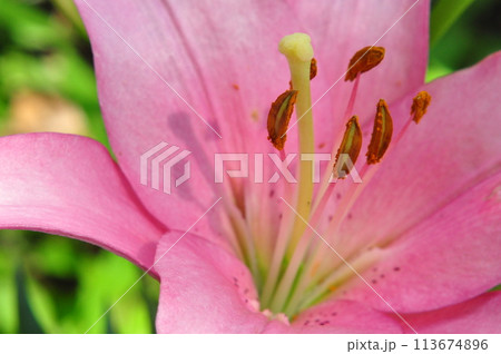 ゆりの花 ゆりの花 113674896
