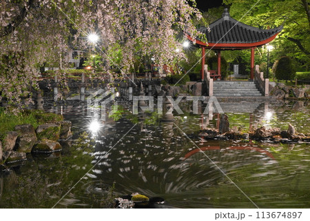 岐阜公園の日中友好庭園の花筏 岐阜公園の日中友好庭園の花筏 113674897