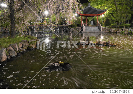 岐阜公園の日中友好庭園の花筏 岐阜公園の日中友好庭園の花筏 113674898