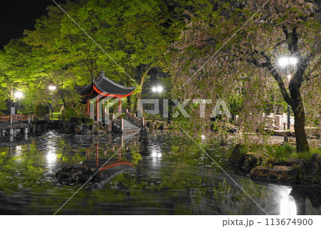岐阜公園の日中友好庭園の花筏 岐阜公園の日中友好庭園の花筏 113674900