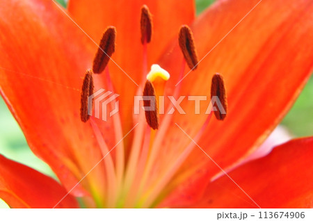 ゆりの花 ゆりの花 113674906