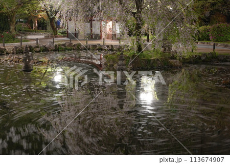 岐阜公園の日中友好庭園の花筏 岐阜公園の日中友好庭園の花筏 113674907