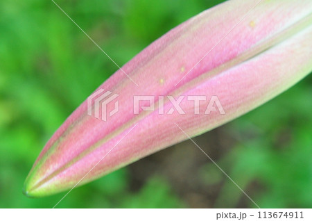 ゆりの花 ゆりの花 113674911