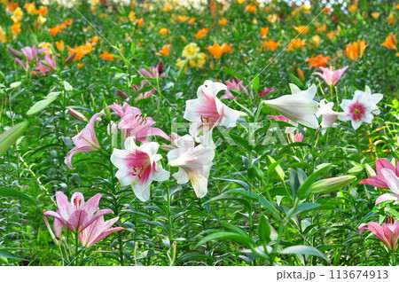 ゆりの花 ゆりの花 113674913