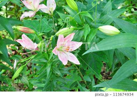 ゆりの花 ゆりの花 113674934