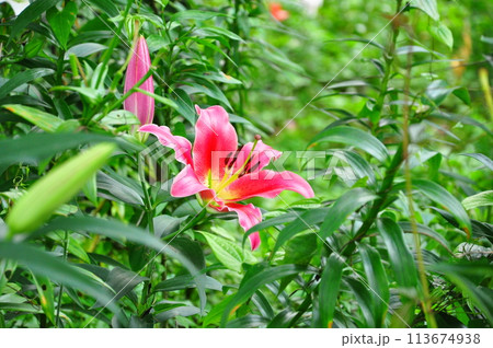 ゆりの花 ゆりの花 113674938