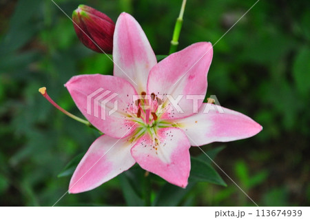 ゆりの花 ゆりの花 113674939
