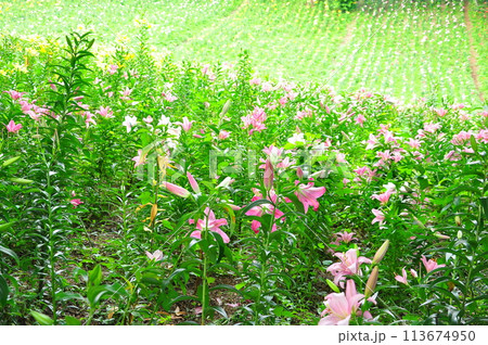 ゆりの花 ゆりの花 113674950