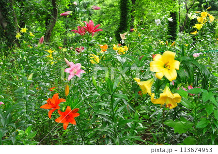 ゆりの花 ゆりの花 113674953