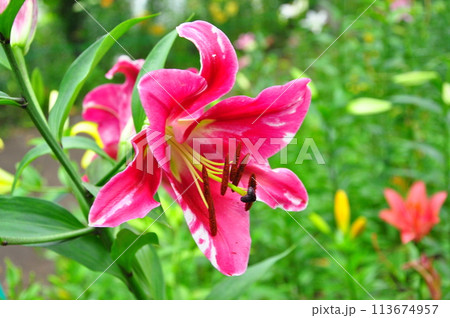 ゆりの花 ゆりの花 113674957
