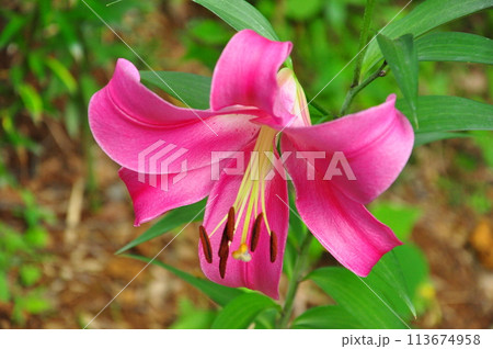 ゆりの花 ゆりの花 113674958