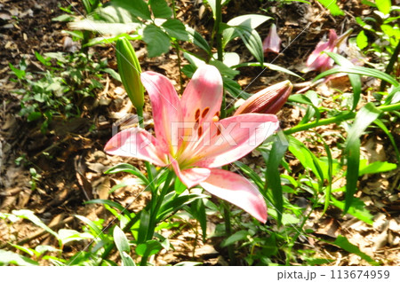 ゆりの花 ゆりの花 113674959