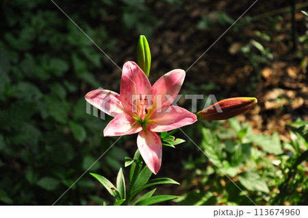ゆりの花 ゆりの花 113674960