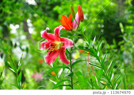 ゆりの花 ゆりの花 113674970