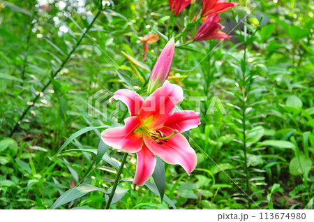 ゆりの花 ゆりの花 113674980