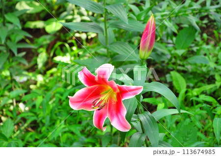 ゆりの花 ゆりの花 113674985