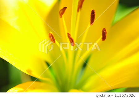 ゆりの花 ゆりの花 113675026
