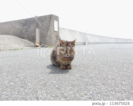 相島の猫 113675028