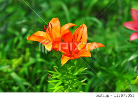 ゆりの花 ゆりの花 113675053
