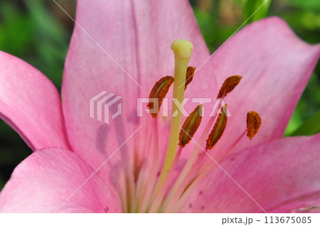 ゆりの花 ゆりの花 113675085