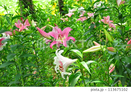 ゆりの花 113675102