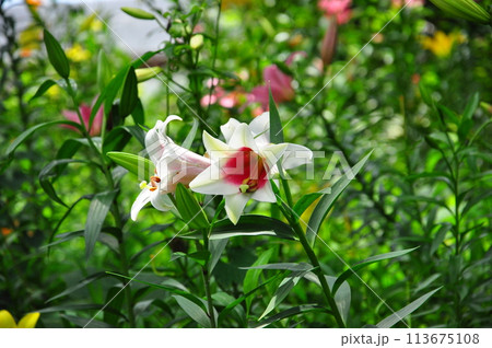 ゆりの花 ゆりの花 113675108