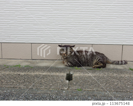 相島の猫 113675148