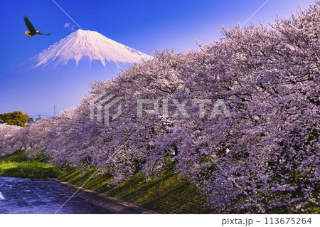 富士市・龍厳淵の満開の桜と富士山 富士市・龍厳淵の満開の桜と富士山 113675264