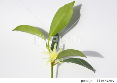 シキミ 黄白色の花 室内 シキミ 黄白色の花 室内 113675265