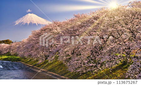 富士市・龍厳淵の満開の桜と富士山 富士市・龍厳淵の満開の桜と富士山 113675267