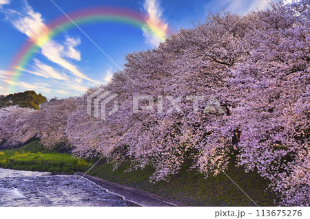 富士市・龍厳淵の満開の桜 富士市・龍厳淵の満開の桜 113675276