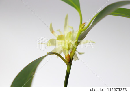 シキミ　黄白色の花　室内 113675278