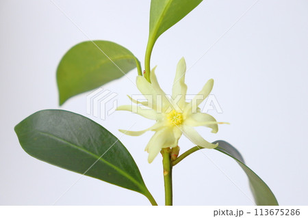 シキミ　黄白色の花　室内 113675286