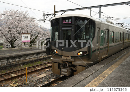 227系と桜 227系と桜 113675366