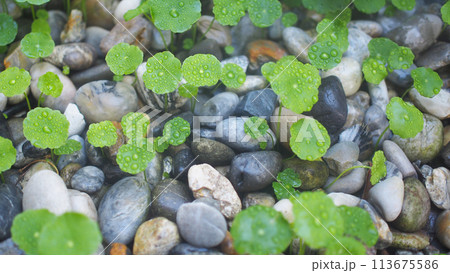 Fresh green leaf of centella asiatica with the rock Fresh green leaf of centella asiatica with the rock 113675586