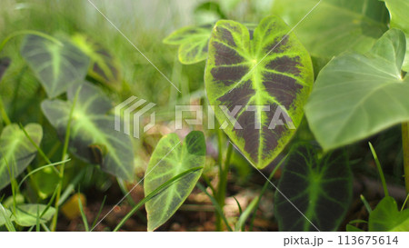 close up of Dwarf Elephant Ear (Colocasia affinis Jenningsii) close up of Dwarf Elephant Ear (Colocasia affinis Jenningsii) 113675614