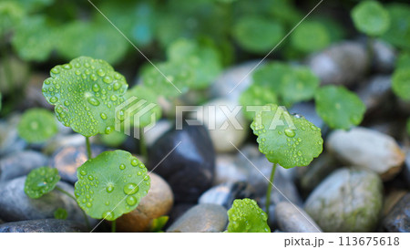 Fresh green leaf with water drops of centella asiatica leaves 113675618